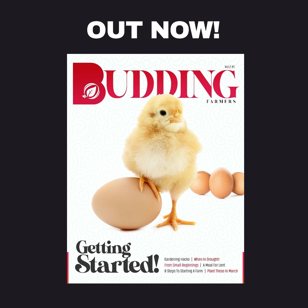 What are you waiting for? Get started... read the latest Growzine - Out Now! 

Click the link to read now: bit.ly/3Jb85h2

#gettingstarted #buddingfarmers #growzine #garden #farm #outnow

Designed by: @gotcreativemedia 
📸 : @cedhenryphotography