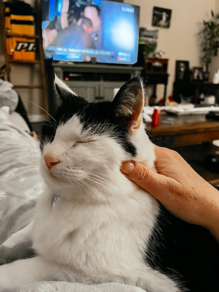 Nashville_Deb's tweet photo. Jasper is listening to #oplive tonight but is too busy wanting lovings from mommy to watch. ๐ #opnation @OfficialOPLive #catsofoplive https://t.co/QeyQRo3USQ