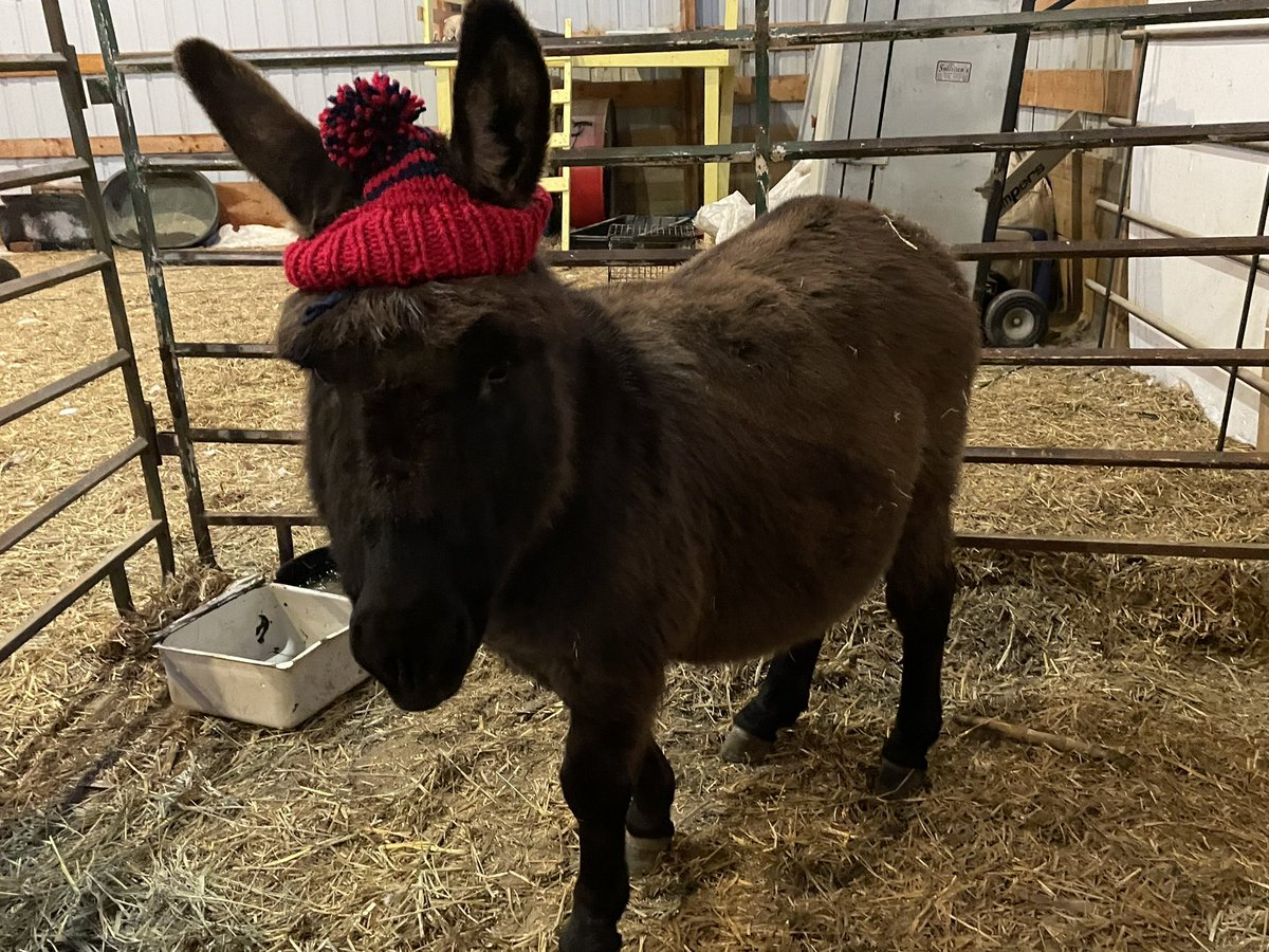 SDFARMNET's tweet image. Festus is ready for the chilly weather!!!