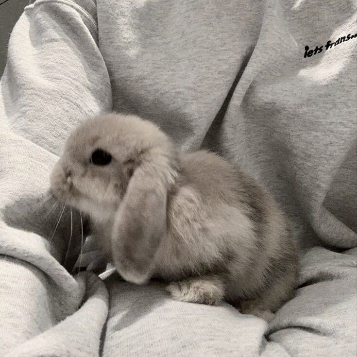 antrosexualitos 📌 tweet media