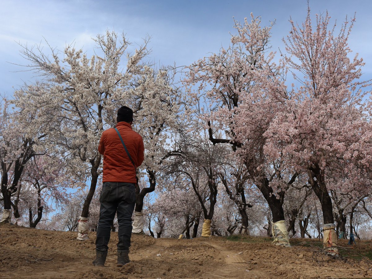 mirzzeeshan's tweet image. Hello.
Look how mesmerizing is Spring in Kashmir valley.
#almond #springbloom
