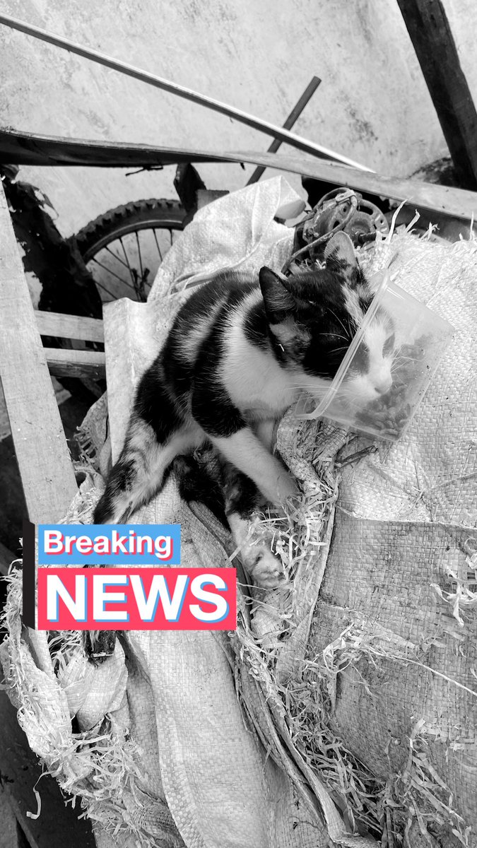 ung134340's tweet photo. ⚠️blood, kaki patah, luka⚠️

Twitter do your magic ✨
[DONASI KUCING PATAH KAKI]

Please Retweet dan like🙏

Bismillah
Hai teman2, jika ada waktu luang apakah berkenan membaca thread ini sebentar. 
Kucing ini kucing liar yg dtg ke rumah temen karna sakit—

#donasi #donasikucing https://t.co/1VhQGUXNv1