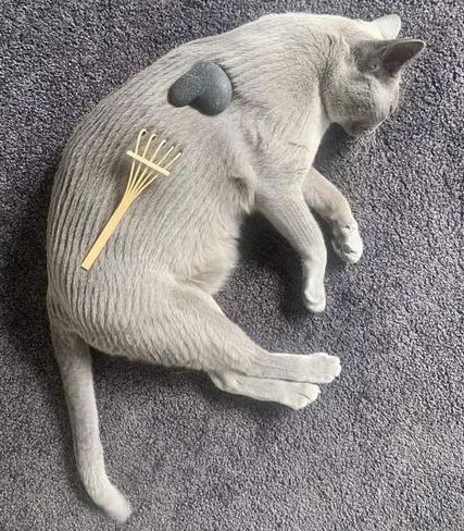 CatMacroz's tweet photo. zen garden https://t.co/7kajKRefxY