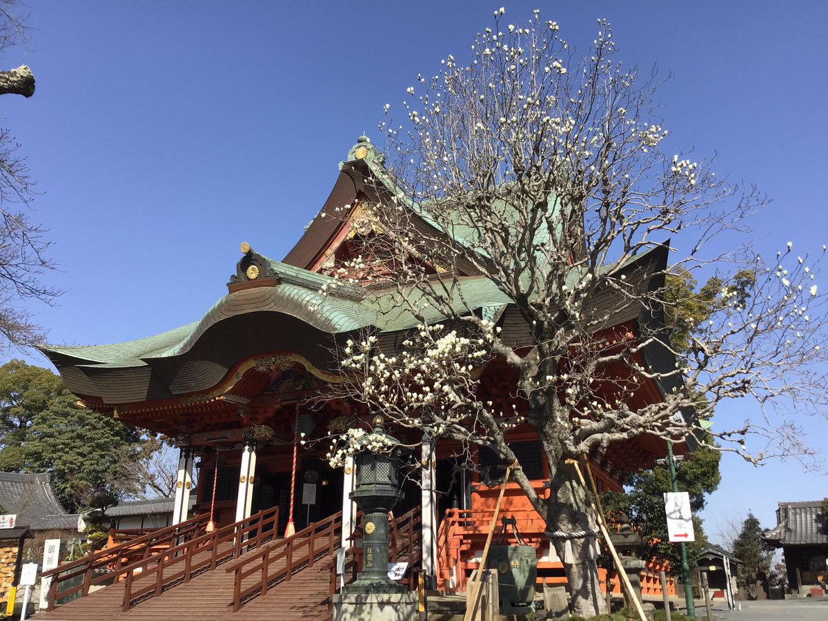 fusebenten's tweet photo. 本日花手水スタートです！！！春色ふんわりな優しい色のハートです💛木蓮は咲き始めるとどんどん咲いていくのでご覧になりたい方はお早めに😌本日もカメラをお持ちの方がたくさんみえております📸皆様のご来山お待ちしております🌟
#布施弁天 #柏市 #寺 #花手水 #木蓮 https://t.co/swxX5JPGpX
