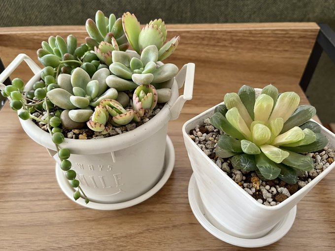 専用‼︎多肉植物^o^ 葉挿し赤ちゃんフレーベル錦 直送商品 namaste