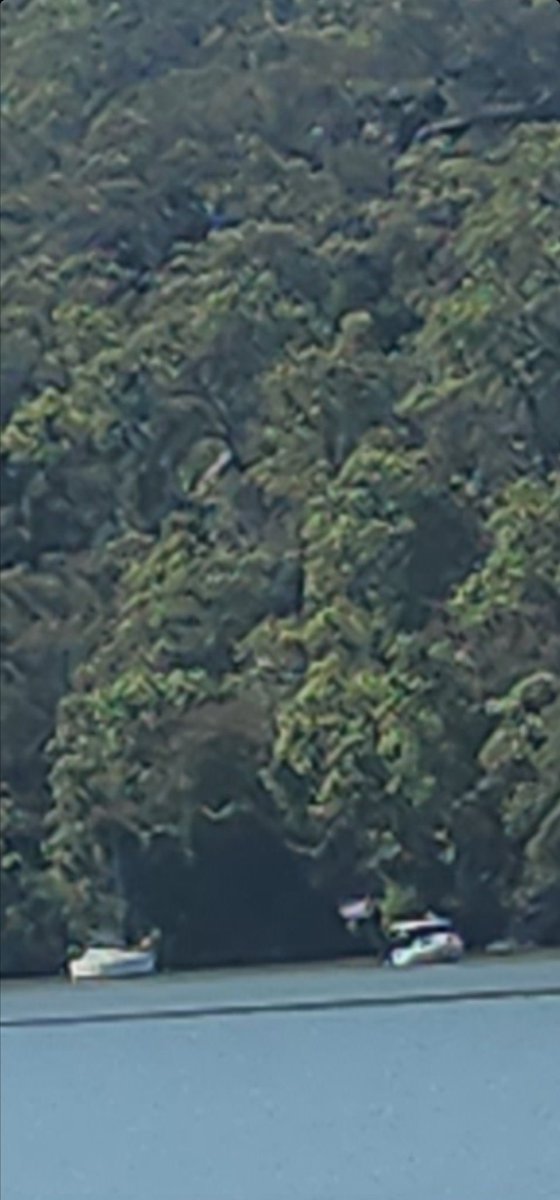 CAlphaDLReyes11's tweet image. Found this beautiful cave #lanecove 

Baa baa black sheep have you any wool?