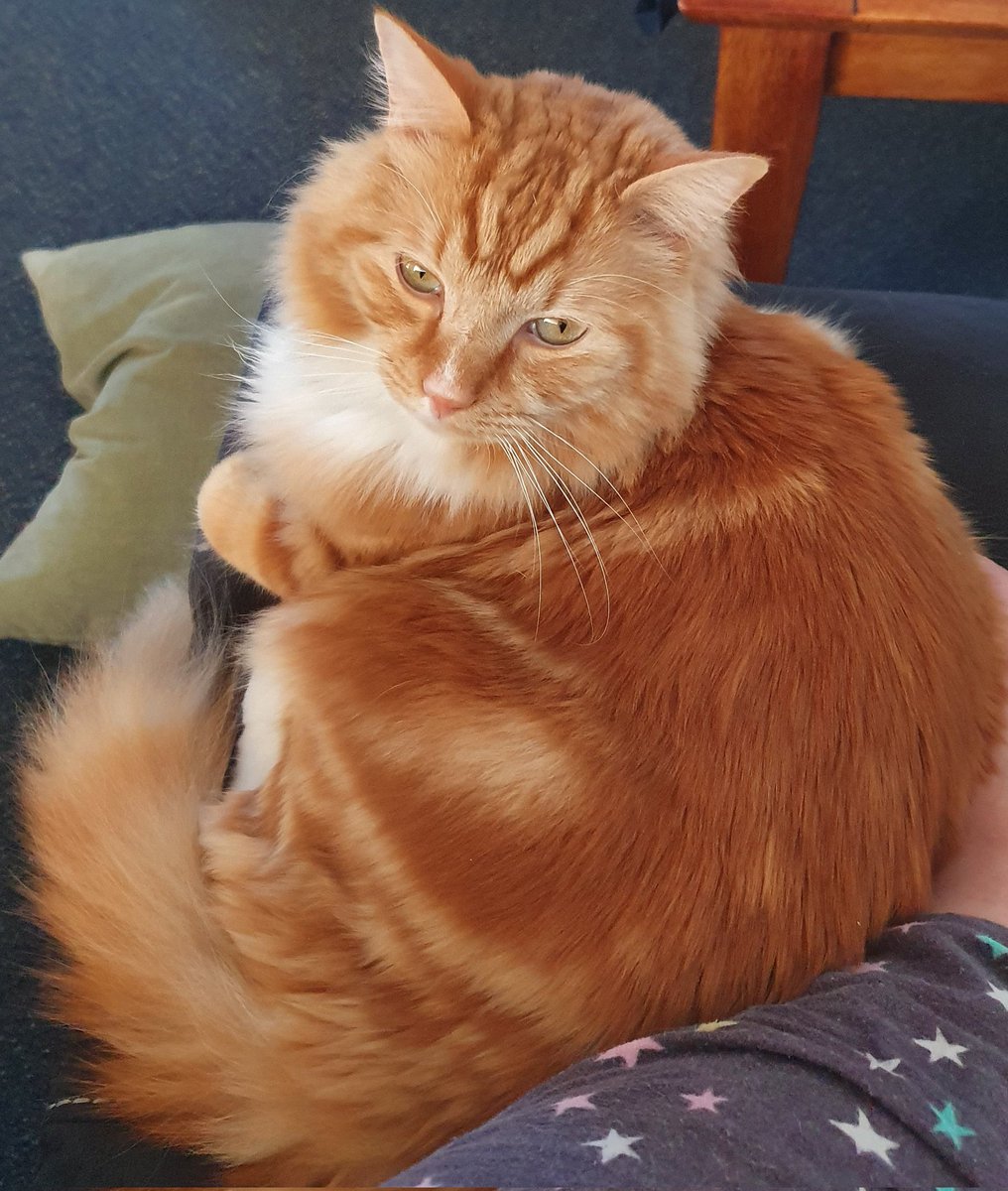 mackenzie_laz's tweet photo. @GTWScar Your health should always come first, we can wait. :) Sending you cat-love!! https://t.co/QrBN3R1tq6