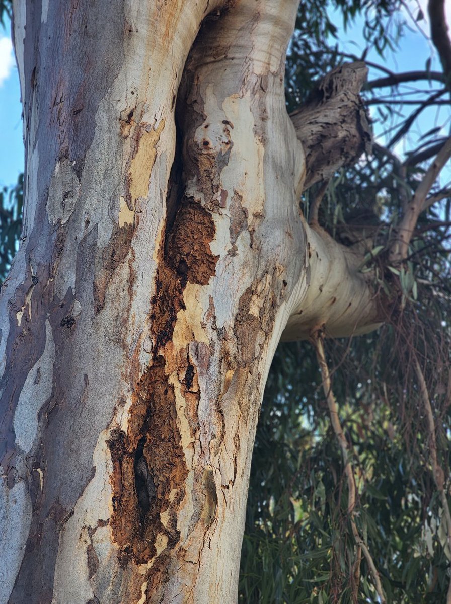 EucalyptAus's tweet photo. Hundreds of Aussie animals rely on tree hollows for survival, including many #threatenedspecies.

It takes just moments to fell an old hollow-bearing eucalypt, but hundreds of years for hollows to form.

We're running low on #realestate.

Learn more: https://t.co/qldNyYMHjj https://t.co/vKALuavhLM