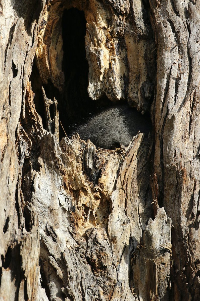 Hundreds of Aussie animals rely on tree hollows for survival, including many #threatenedspecies.

It takes just moments to fell an old hollow-bearing eucalypt, but hundreds of years for hollows to form.

We're running low on #realestate.

Learn more: instagram.com/eucalyptaus/
