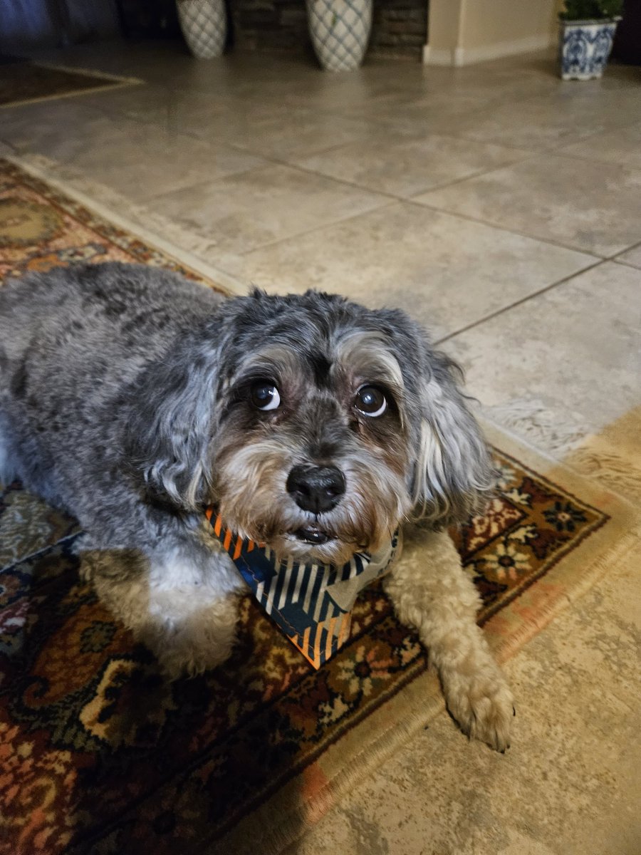 JordanISaBEAR's tweet image. Okay, so today did not go how I was expecting at all lol. Here's Trevor looking up at me like "how could you do this to me?"

Stream's cancelled tonight! But you should go watch @puddingboxes and @609Stacks! They're both streaming right now!