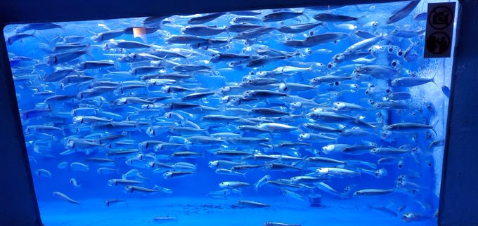 #東海大学海洋科学博物館 
#東海大学自然史博物館 