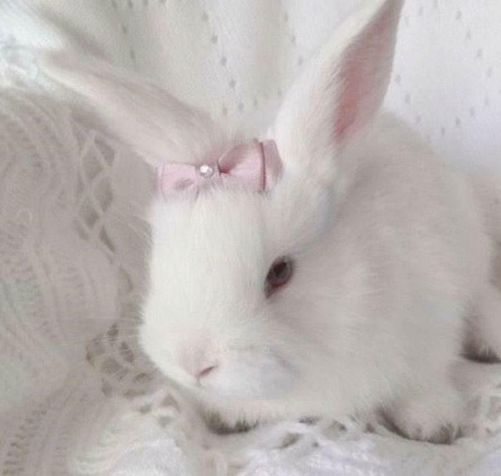 ✧*。 ~ SAYAKA ~🐰 ✧*。 tweet media
