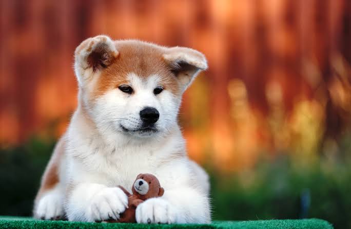 akitacutee's tweet photo. Akita dog happy day ♥️♥️♥️
#NCTDREAM_THEDREAMSHOW2_in_BKK #TheGlory #TheGlory2 #19years #KizilcikSerbeti #TheMaskedSinger #R80Million https://t.co/CnCOoSi7kX