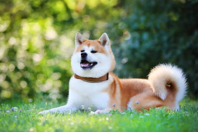 akitacutee's tweet photo. Cute dog akita puppy dog
#NCTDREAM_THEDREAMSHOW2_in_BKK #TheGlory #TheGlory2 #19years #KizilcikSerbeti #TheMaskedSinger #R80Million https://t.co/DYQ1bKDDIS