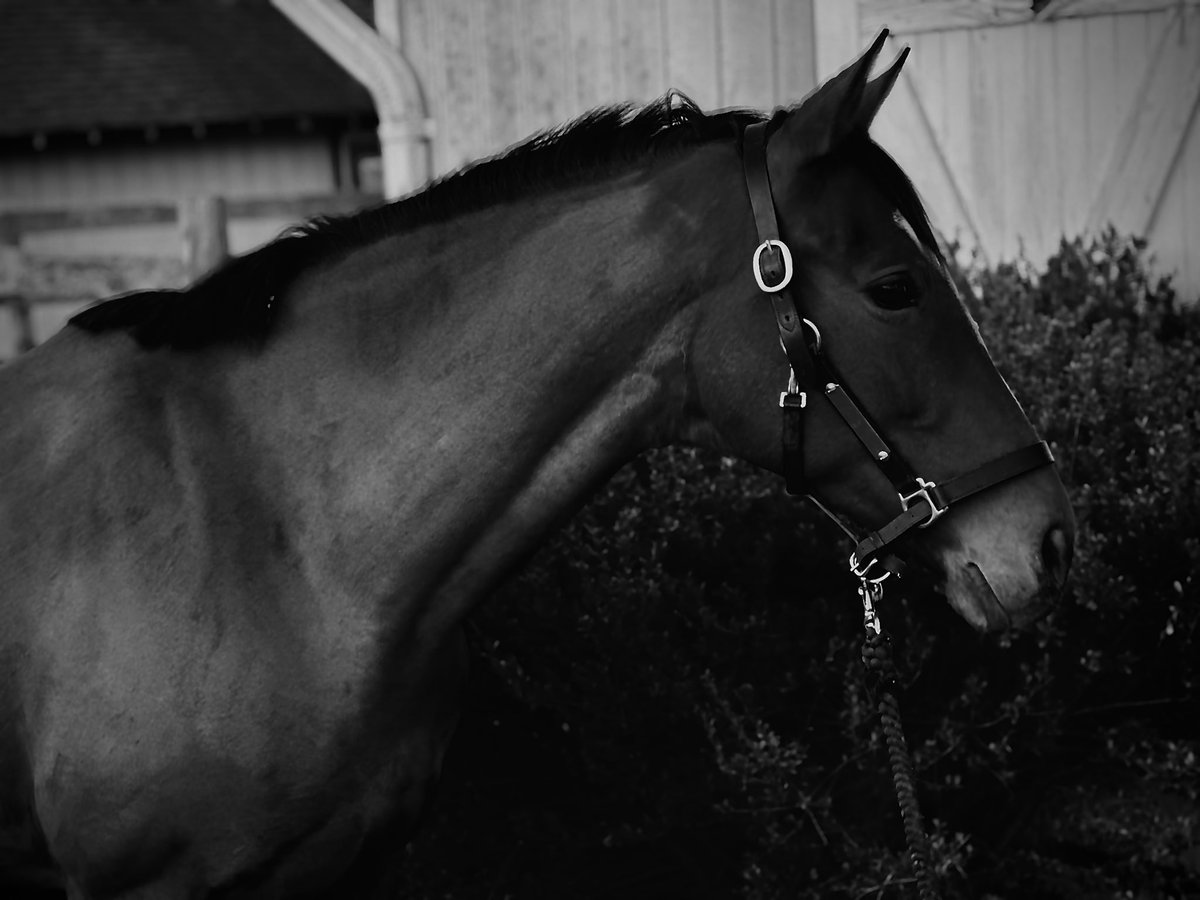 DeshaGaston's tweet photo. Rune De Magnilde 📸 https://t.co/Q38g5OvlrW