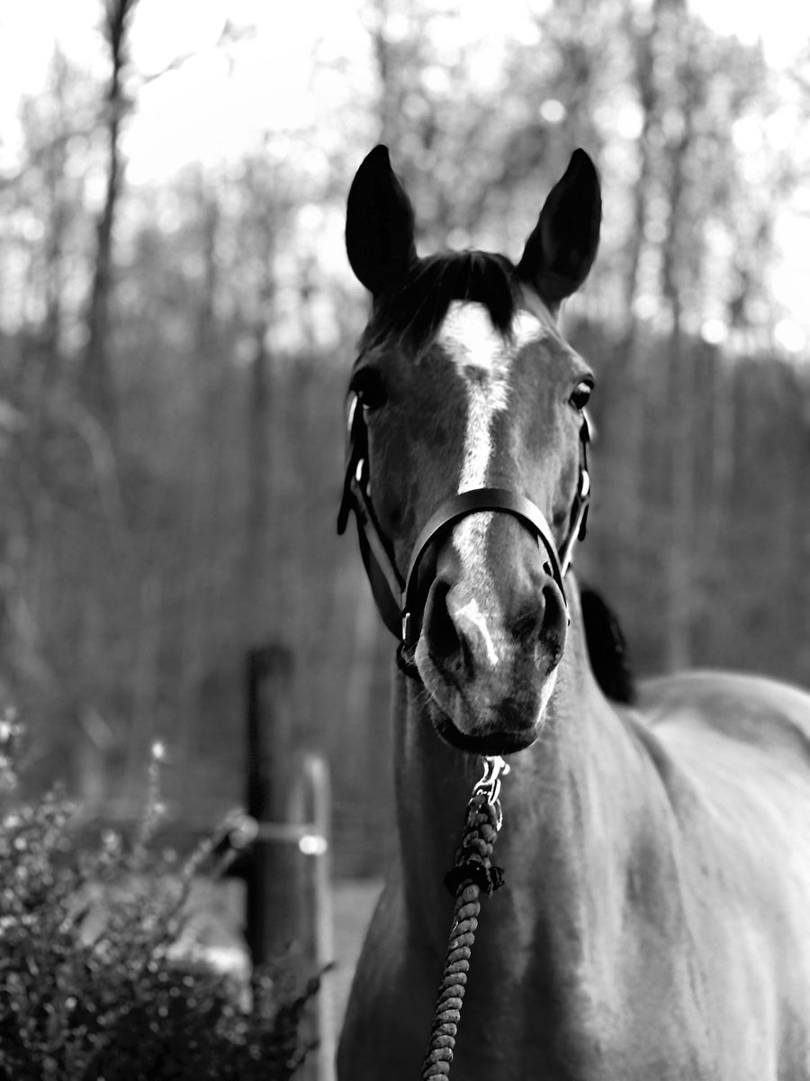 DeshaGaston's tweet photo. Rune De Magnilde 📸 https://t.co/Q38g5OvlrW