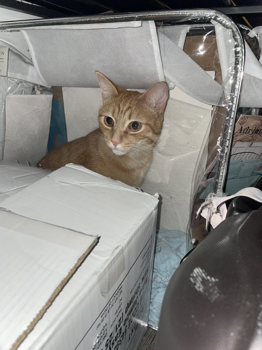 DailyMiIo's tweet photo. milo is always getting into trouble https://t.co/gem7B4fHC8