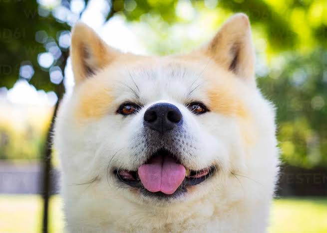 akitacutee's tweet photo. So cute dog butifull dog
#NCTDREAM_THEDREAMSHOW2_in_BKK #TheGlory #TheGlory2 #19years #KizilcikSerbeti #TheMaskedSinger #R80Million https://t.co/X8POXG3NQV
