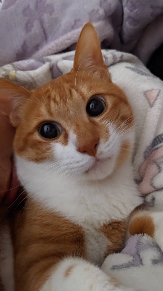 pux2886's tweet photo. かわよ https://t.co/orVcgNpMez