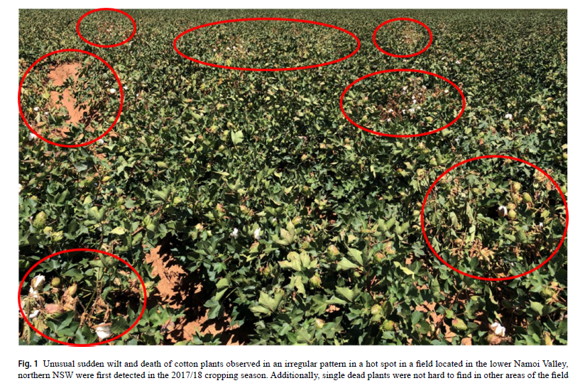 Australian Cotton Science tweet media