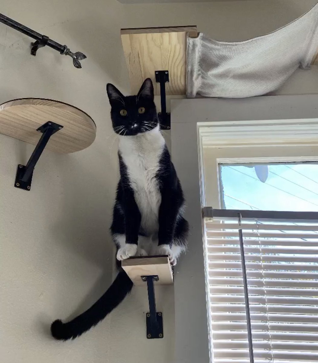 imstillhereco's tweet photo. To cite the old saying “Cats have nine lives,” we’re asking people to figure out how many lives they might’ve used if they were a cat, and to share their stories of when they used them. Like, retweet, and comment with your answer! Thank you! #ImStillHere https://t.co/hBhGUxFWEQ