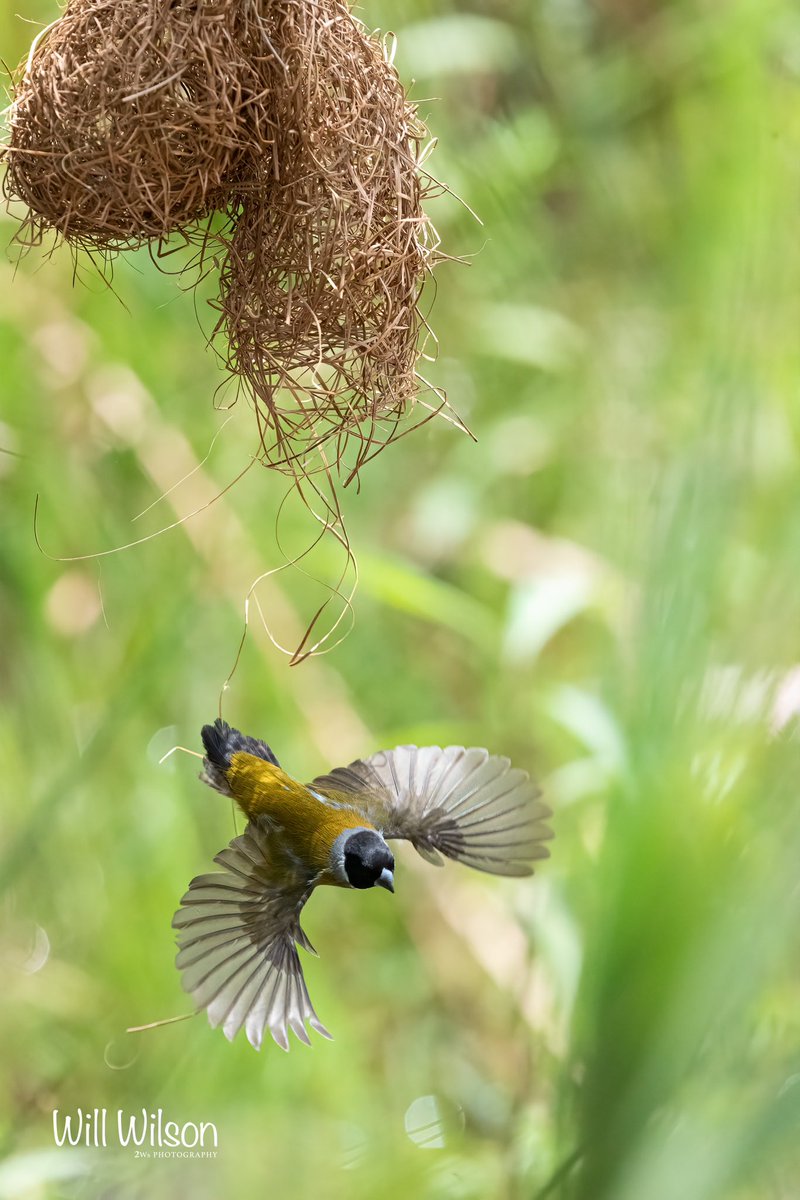 2wsphotography's tweet photo. A White-collared Oliveback leaves a reclaimed Spectacled Weaver nest. Photographed @UmusambiV in #Kigali #Rwanda #RwOT #BirdsSeenIn2023 #BBCWildlifePOTD #nature https://t.co/9AtrADIm7J