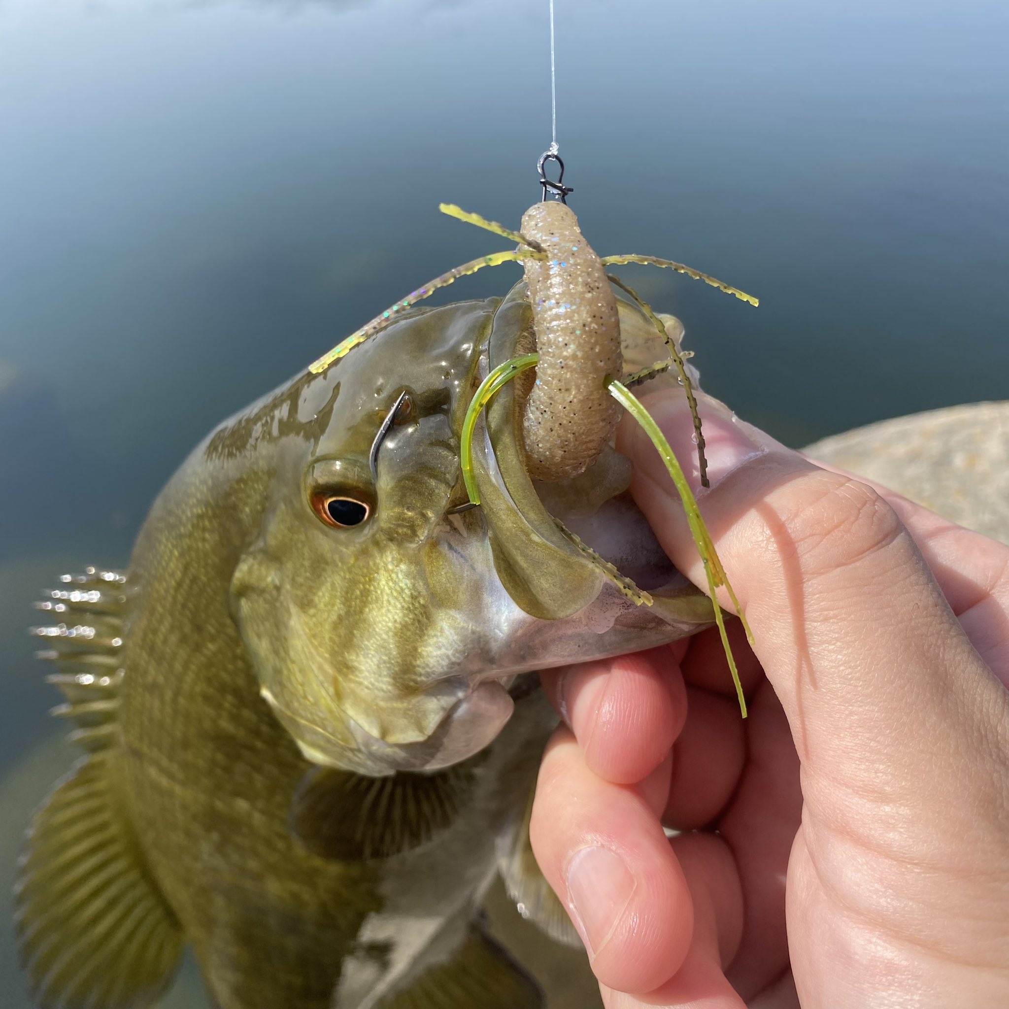 片倉ダムレコード】ロクマル60cm4000gジャストを本気食いさせた