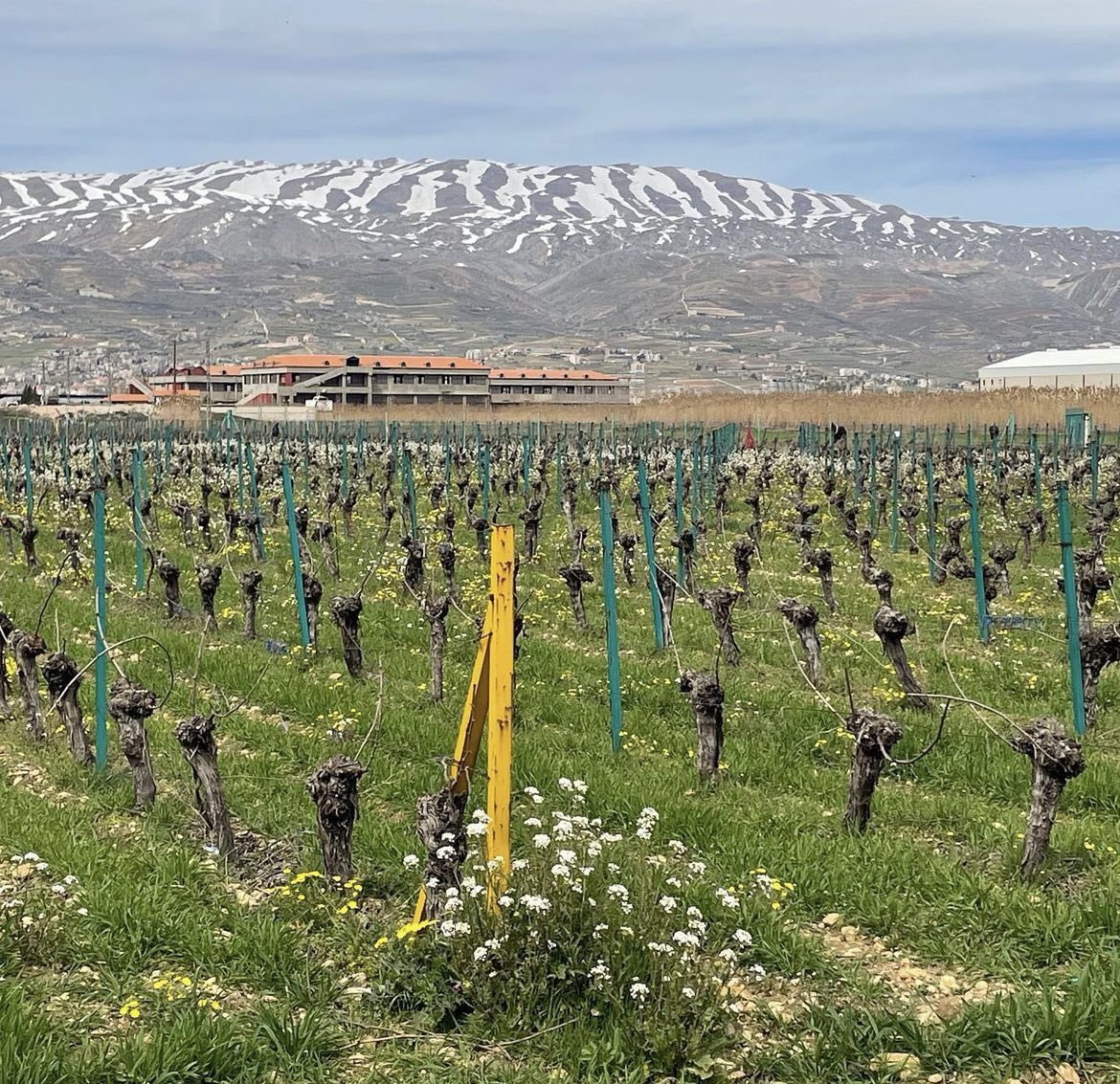 Did we skip a season?!
What happened to winter??!!
.
@wardystud 
#domainewardy #wardystud #vineyard #winter #spring #season #changingweather #lebanesewine #lebanesewineries #winesoflebanon #waho #arabianhorse #vines #zahle #beqaa #lebanon #livelovelebanon #familybusiness