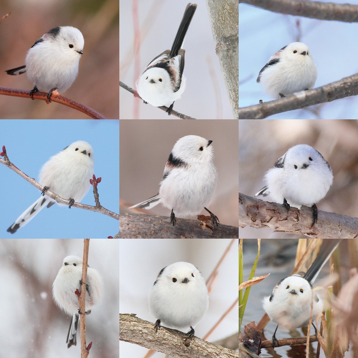 突发奇想查了一下原神里的团雀原型是什么tldr: 就体型来说，没有（ 不过确实有一种网红鸟有点像——银喉长尾山雀（如图