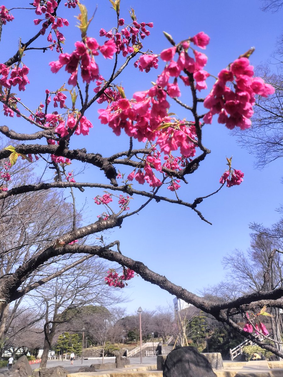 tabipanda2019's tweet photo. #カンヒザクラ が　#飛鳥山公園 で咲いてます🌸。色も濃く綺麗だわ。
でも、去年まで咲いていた場所は、整備されて失くなってしまってる💦新施設ができつつあり、コンクリートが敷き詰められていて残念なことに。 https://t.co/XQdlBLchXc