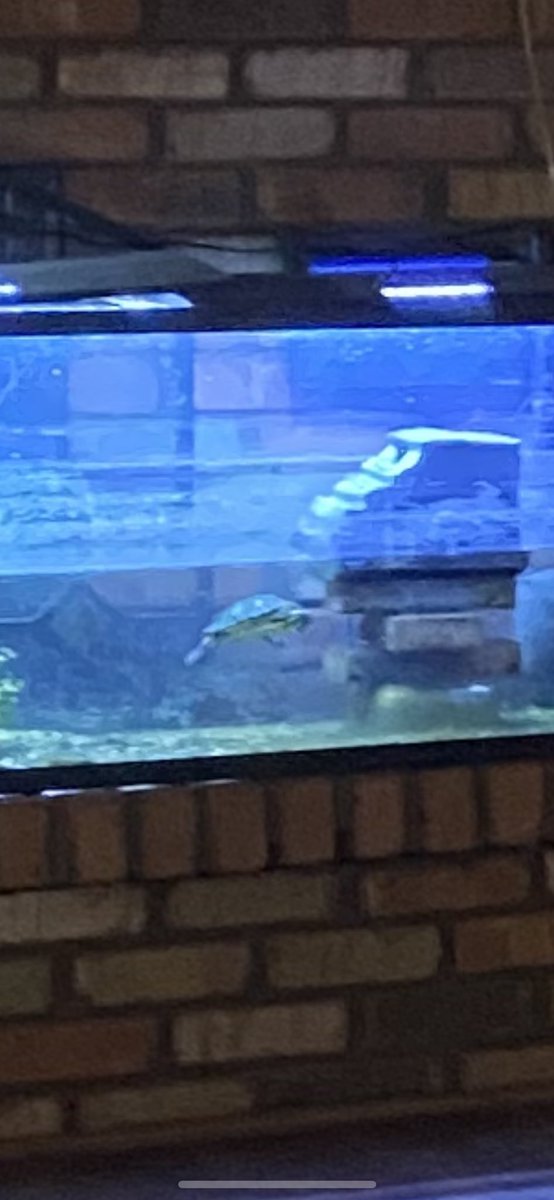 “Damn dawg you really are renovating yo crib” - turtle