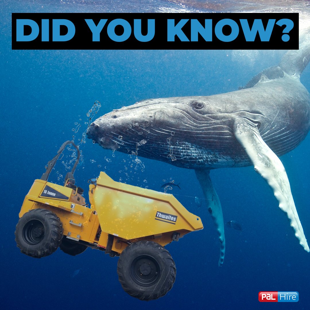 palhire's tweet image. Did you know a Thwaites dumper has the same capacity as a blue whale...

Okay maybe not, but they do make for a great piece of equipment! 

Speak to our team to hire one today! 

 #EquipmentHire #PlantHire #SiteSetup