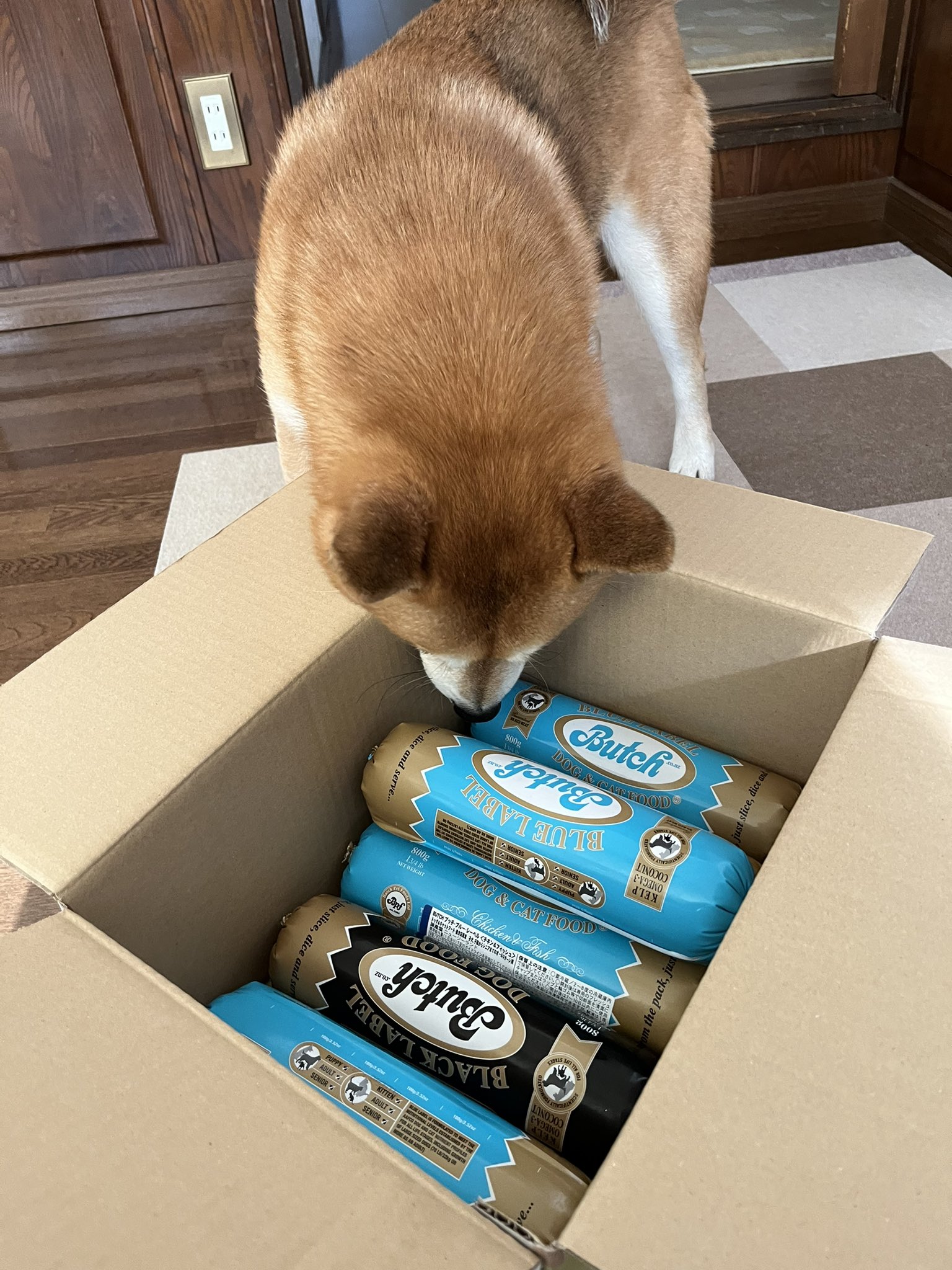 ブッチ - Search / X