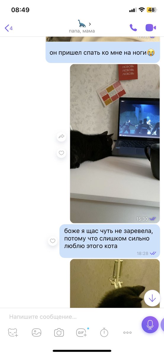 everthngs's tweet photo. этот чат нужен был для того, чтоб отправлять им фотографии моего кота каждый день https://t.co/stkduoIzKD