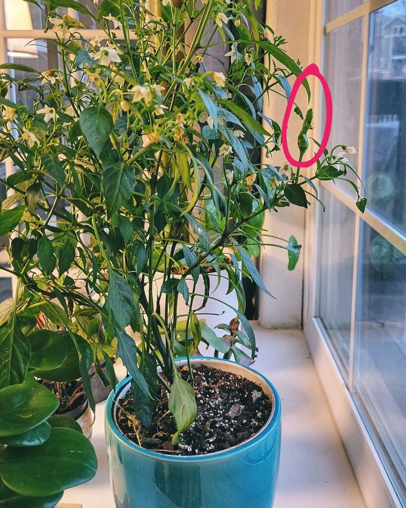 vuthy's tweet photo. I've been growing this Thai bird's eye chili plant from seed for a few months now and finally have a pepper! Winter wasn't the best time to grow a tropical pepper plant but our south-facing windows help. https://t.co/oDf3m1rg03 https://t.co/LLQyWzQcTU