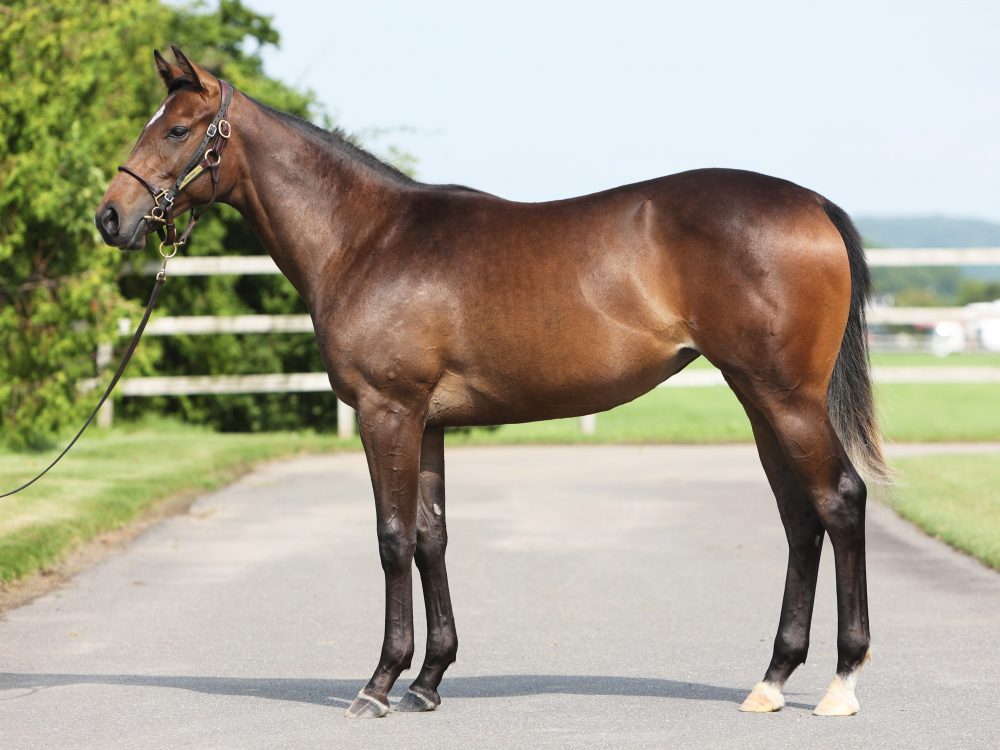 お兄さんには、オープン馬 ゴールドレガシーがおります。 