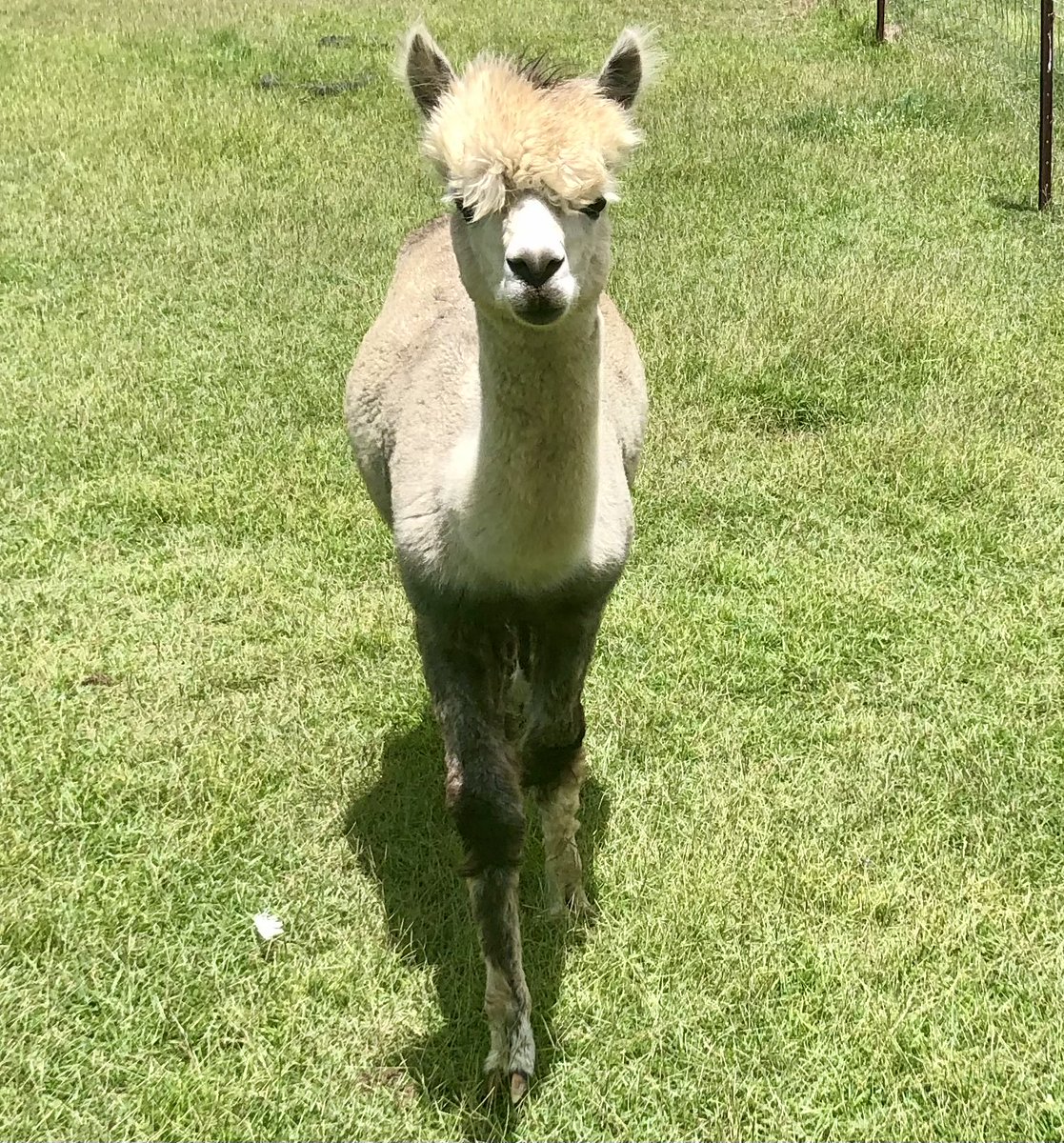 Two-toned Barney looks like a cat walk super model 😎💝💝💝💝💝 #Barney #Alpaca #Huacaya #FarOutterReachesAlpacastan