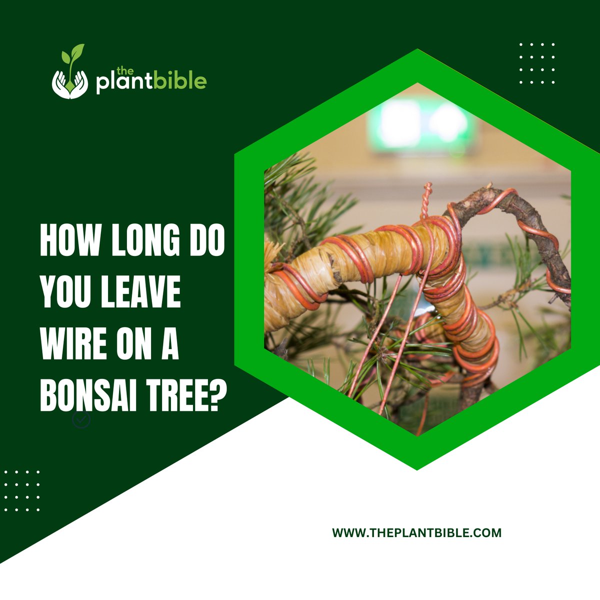 One of the most valuable and versatile pieces of equipment in bonsai is wire. Learn how long to leave wire on a bonsai tree in this article.
theplantbible.com/how-long-do-yo…
#theplantbible #plantbible #plant
#wiretree #wire #wirebonsai #bonsai #tree #wiretrees #coppertree #wiretreeoflife