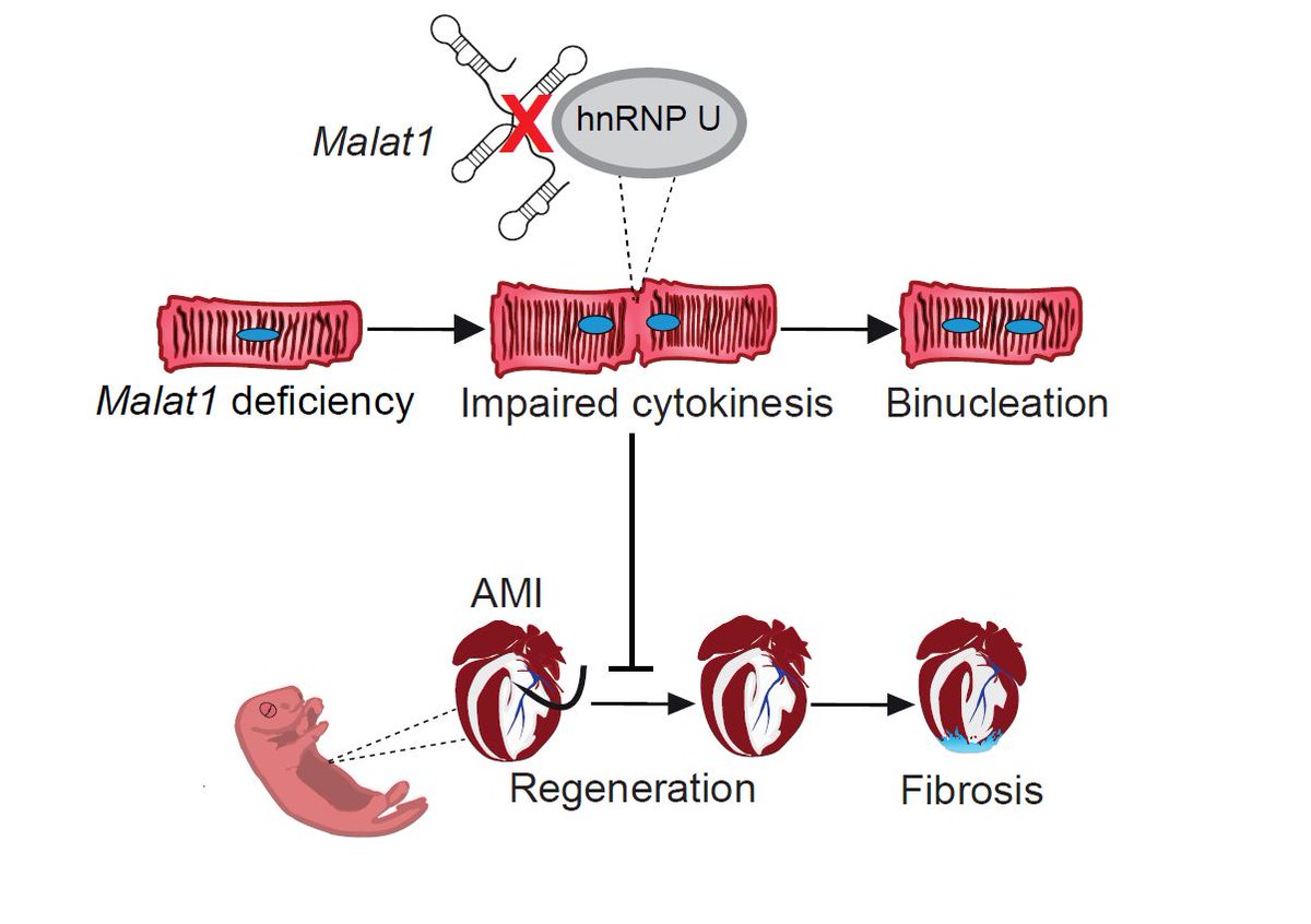 Stefanie Dimmeler (@stefaniedimmel1) on Twitter photo Delighted to announce our publication on cardiac regeneration: long non-coding RNA MALAT1 is required for cytokinesis and postnatal cardiomyocyte proliferation. Thanks to the entire team specially <a href="/galipaslann/">Galip S. Aslan</a> & Guille <a href="/gluxan/">Guillermo Luxán</a> insight.jci.org/articles/view/… Delighted to announce our publication on cardiac regeneration: long non-coding RNA MALAT1 is required for cytokinesis and postnatal cardiomyocyte proliferation. Thanks to the entire team specially <a href="/galipaslann/">Galip S. Aslan</a> & Guille <a href="/gluxan/">Guillermo Luxán</a> insight.jci.org/articles/view/…