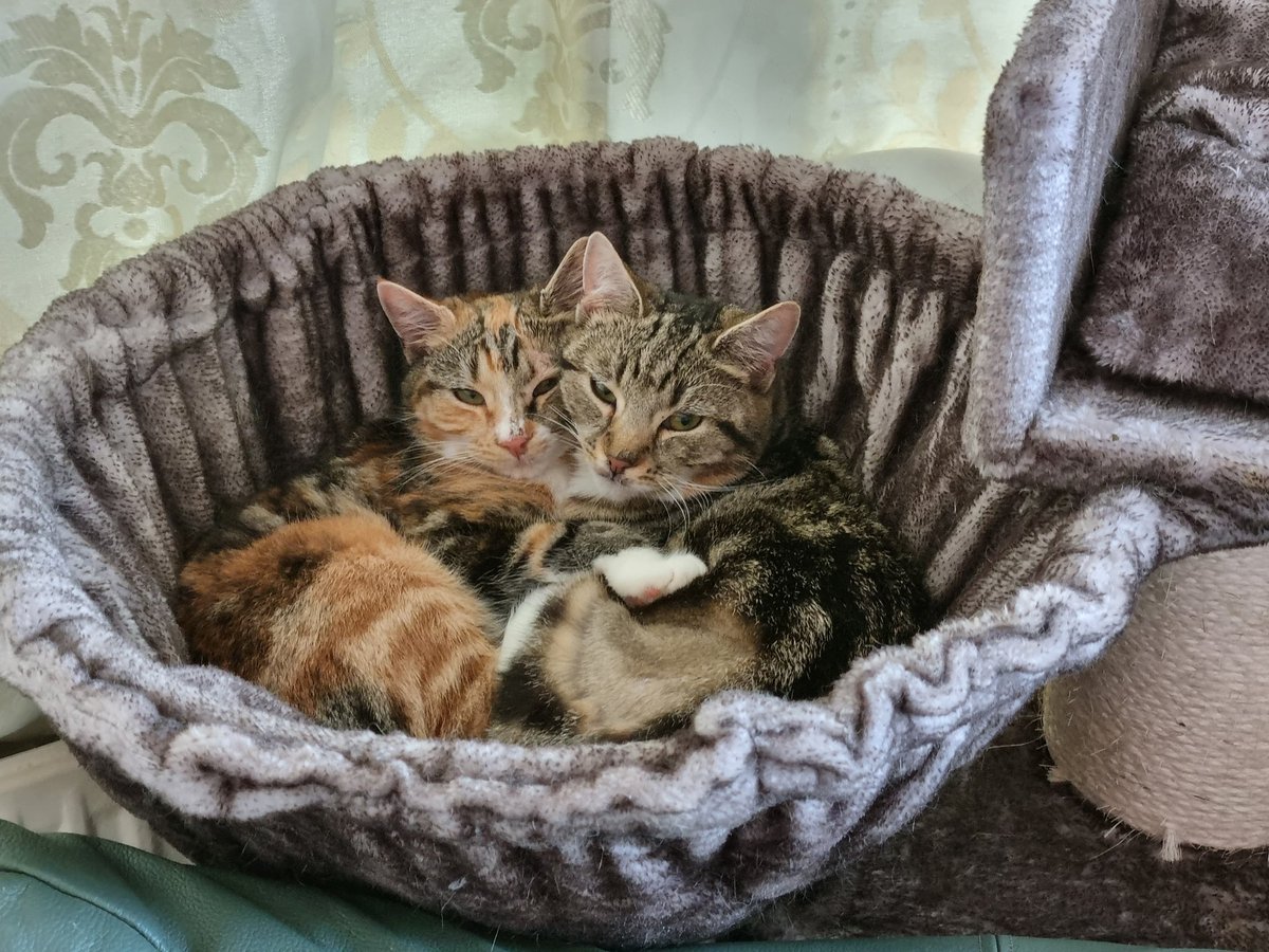 Steven Barry Ratty tweet media