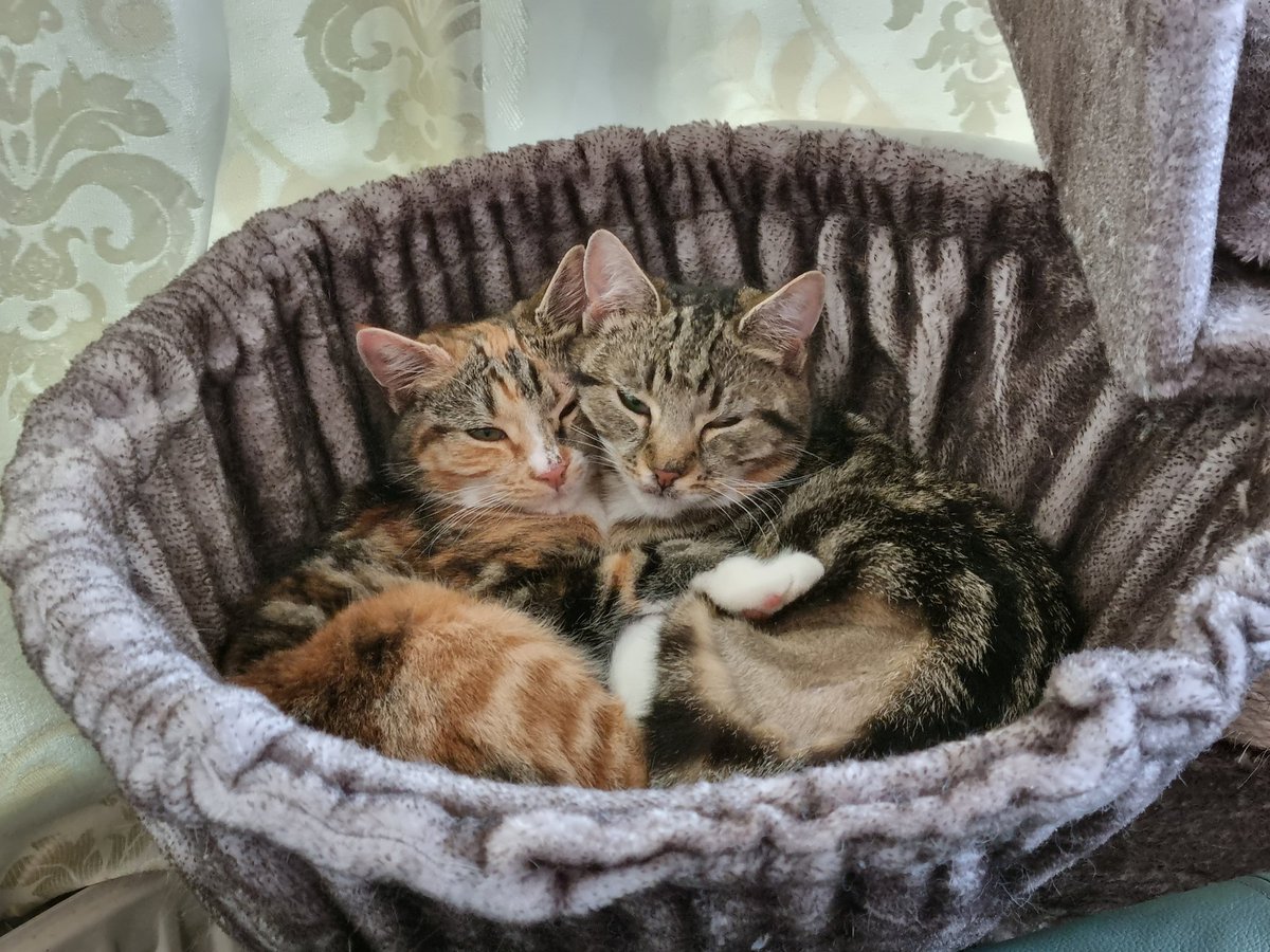 Steven Barry Ratty tweet media