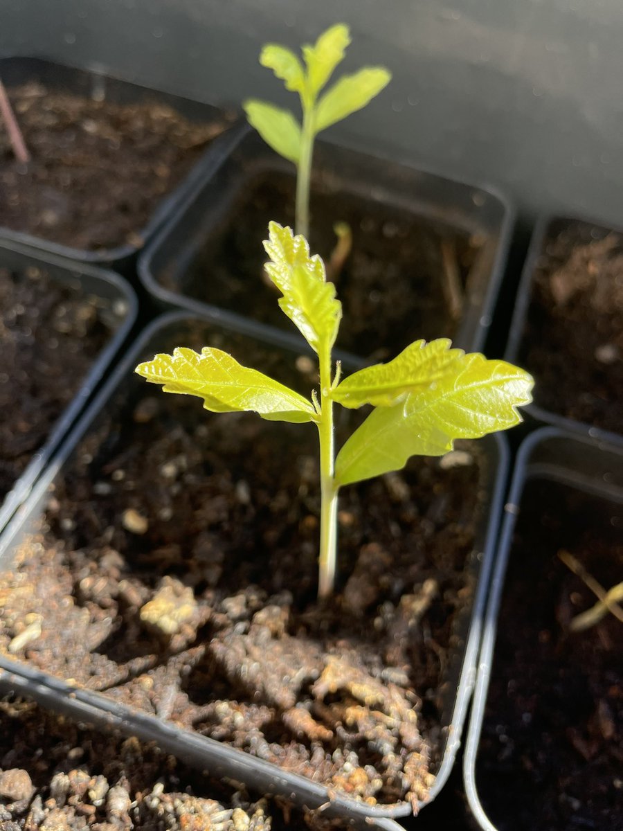 去年蒔いたドングリから芽が出てきたよ🌱

🐿とお友達になれるかな🥺 https://t.co/Il5Qtt2q5h