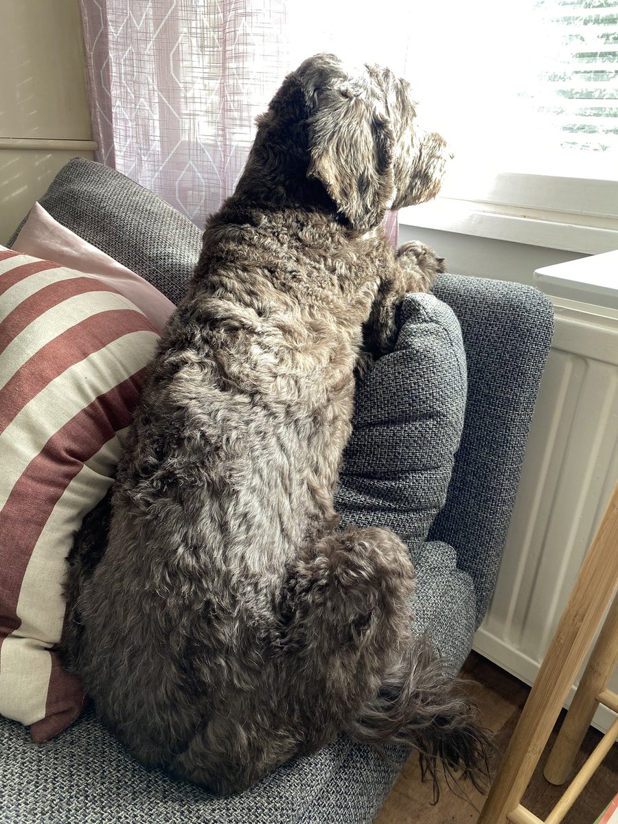 Aamulenkin jälkeen otin päikkärit, että jaksan nyt vahtia naapurin kattia joka taas koittaa änkeä pihalle. 
Kyllä mie sen vielä joku päivä yllätän ja saan kiinni 😈