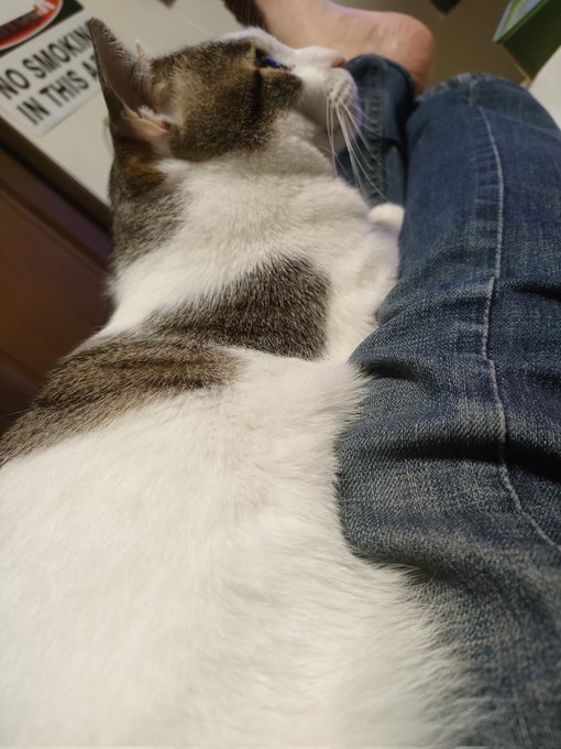 飯作って食ったら呼ばれたから部屋行ったらソファになれってさ(⁠◡⁠ ⁠ω⁠ ⁠◡⁠) 