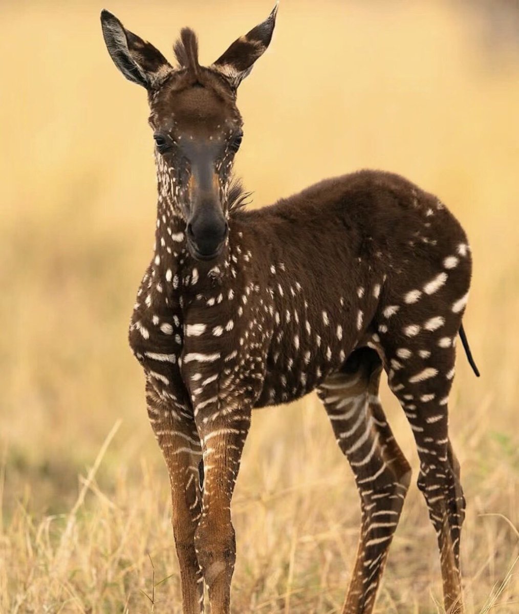 AnnaMaria19889's tweet photo. zebra variety #Zebra #Photography #WildAnima https://t.co/hG5BNMMCcp