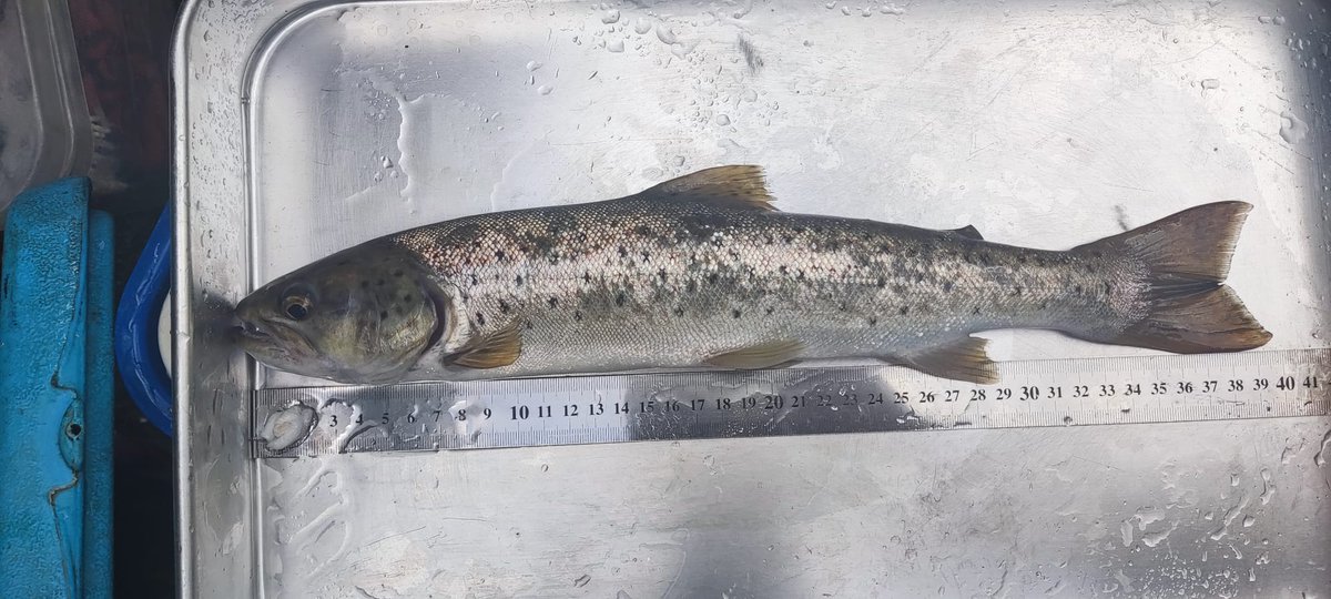 After a few rainy days, these active sea trout decided to visit our #smoltrap!! 🙂
@univdeevora @MARE_centre
@NASCO_Sec @ministerio_mar
#Salmonlink #Salmonlink_project #Smoltrack