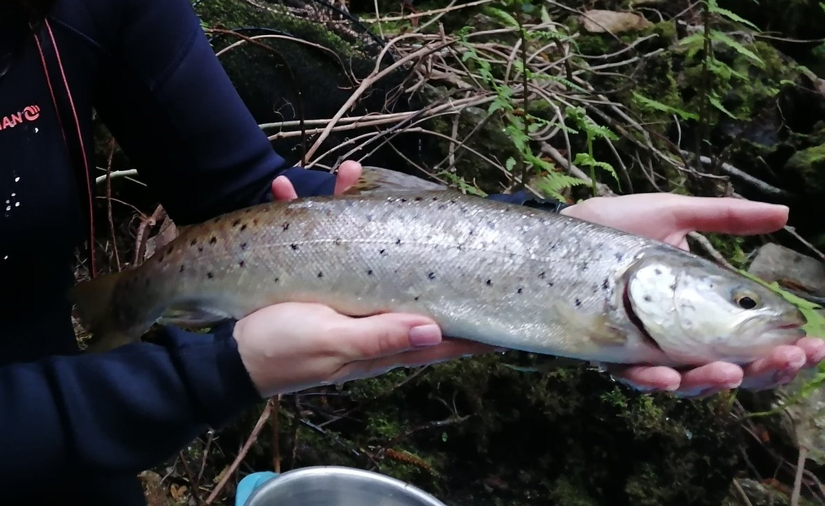 sarasrsilva11's tweet photo. After a few rainy days, these active sea trout decided to visit our #smoltrap!! 🙂
@univdeevora @MARE_centre
@NASCO_Sec @ministerio_mar
#Salmonlink #Salmonlink_project #Smoltrack https://t.co/xhRoRvKLbX