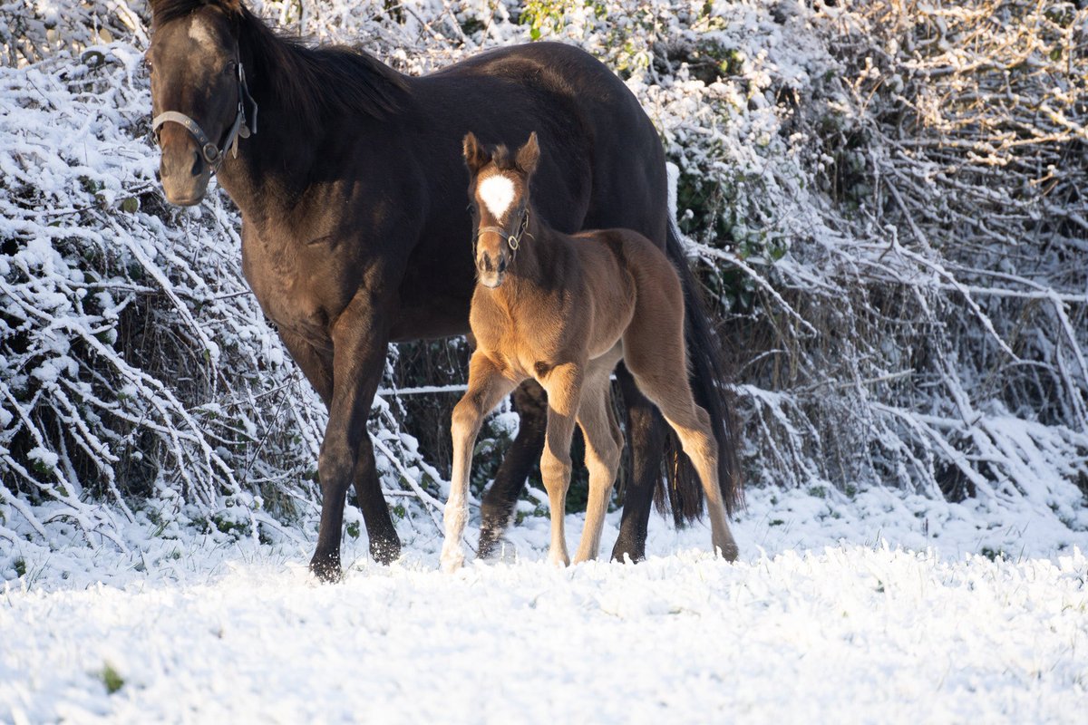 Capital_Stud's tweet photo. Alkumait X Black Type mare, Princess Aloof, looks happy in the ❄️. 
📸 @zlk.photography 

“All Power and Speed”. Bred by Paragon Bloodstock.
#alkumait #capitalstallions #capitalbloodstock https://t.co/woN49dsumt
