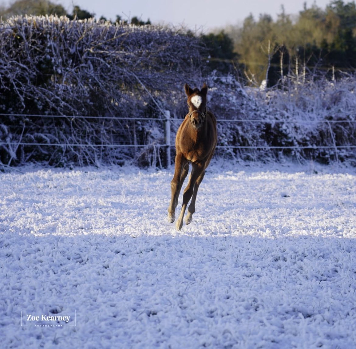 Capital_Stud's tweet photo. Alkumait X Black Type mare, Princess Aloof, looks happy in the ❄️. 
📸 @zlk.photography 

“All Power and Speed”. Bred by Paragon Bloodstock.
#alkumait #capitalstallions #capitalbloodstock https://t.co/woN49dsumt