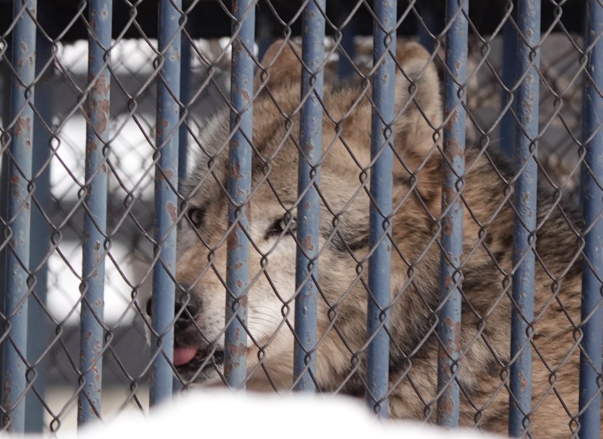 wakairini's tweet image. 久しぶりに旭山の中腹辺りまで上がって非公開エリアのかっこいいヌプリ🐺をパパラッチ😍
②の舌👅ペロはマースお母さんにそっくり🥹

あおいちゃん🐺の様子は見あたらず！次回会えマースように🤞
#ヌプリ　#会いたい狼
#Timberwolf
#シンリンオオカミ
＠旭山Zoo